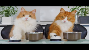 Teaching my cats to ring a bell
