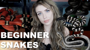 All of the BEST Beginner Snakes (No, Not Ball Pythons)