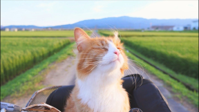 How I Trained My Cats
