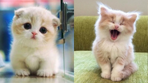 Cute is Not Enough - Cute Kittens In The World #3| CuteVN Animals