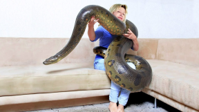 Most Unusual Snake Pets People Actually Own