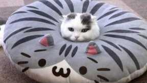 Very FUNNY CATS - Super HARD TRY NOT TO LAUGH challenge