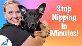 How To Stop Your Puppy From Biting - Professional Dog Training Tips