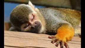 CUTEST Exotic Pets You Can Legally Own