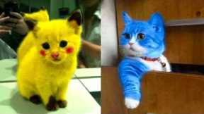 1 HOUR FUNNY CATS COMPILATION 2022😂| Best Of The FUNNIEST Cats Videos In 2022 😂