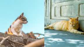Baby Cats - Cute and Funny Cat videos #cat #tiktok #shorts