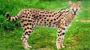 10 Most Expensive Exotic Pets In The World...
