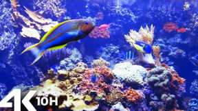 AQUARIUM 4k coral reef with water sound 10 Hours for Meditation Relaxation Sleeping #RELAXTIME