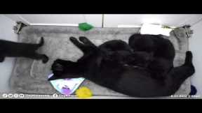 LIVE: Feral cat just gave birth to kittens!