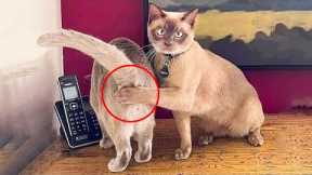 😂 LAUGH Non-Stop With These Funny Cats 😹 - Funniest Cats Expression Video 😇 - Funny Cats Life