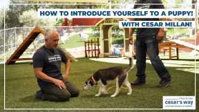How To Introduce Yourself to a PUPPY! (Puppy Training Tips)