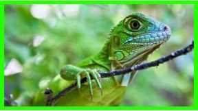 10 Exotic pets that are inexpensive or cheap