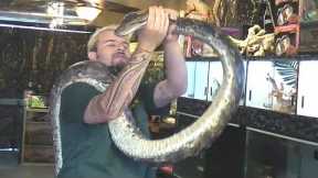 4 Reptiles You Can Train As Pets Quickly