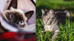Cute Cat Videos Funny Shorts