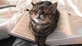 😇 If You Laugh, You Will Lose - Funniest Cats Expression Video 😇 - Funny Cats Life