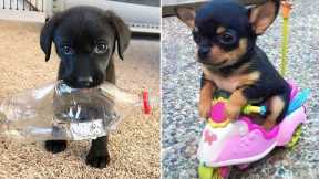 Baby Dogs 🔴 Cute and Funny Dog Videos Compilation #30 | 30 Minutes of Funny Puppy Videos 2022