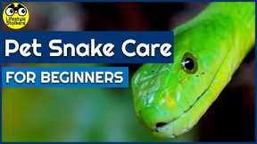 How to look after your Pet Snake (Beginners Guide)