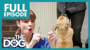 Naughty Frenchie TEARS Victorias Coat | Full Episode | It's Me or the Dog