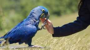10 Exotic Pets and Where They Are Legal to Own.