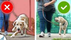 STOP Your Dog From Pulling On Leash With This STRANGE Game