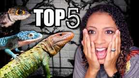 My 5 FAVORITE Pet Lizards