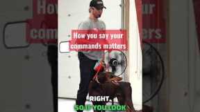 THIS will LEVEL up your dog training! 💯 #dogtraining