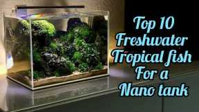 Top 10 nano fish for a freshwater tropical nano aquarium