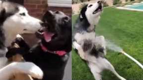 Baby Dogs 🔴 Cute and Funny Dog Videos Compilation | Funny Puppies Videos 2022