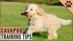How To Train A Cavapoo | Dog World