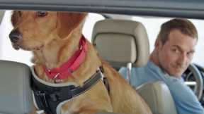 How to Get a Dog Used to Long Car Rides