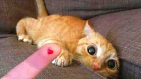 Try Not To Laugh | Funniest Cat Videos In The World | Funny Animal Videos #100