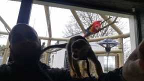 Living with monkey and exotic pets uk