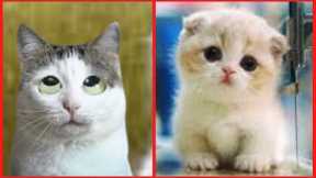Why Watch Cat Video? Baby Cats - Cute and Funny Cat Videos Compilation
