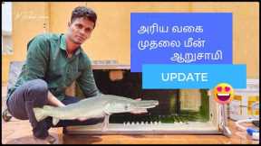 Cleaning oru monster fish fridge tank 🥵|alligator gar update 🔥|fishing|catfish|shark|tamil ❤️