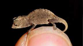 🙀 10 Awesome Unique And Exotic Reptiles 🦖🦕🐍