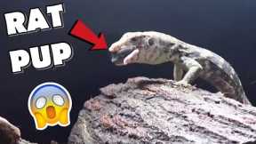 MY EXOTIC REPTILES