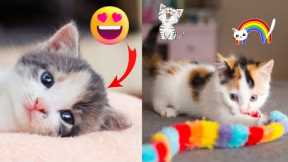 FUNNY CATS MOMENTS COMPILATION😸😸 |  Funniest Cat Videos |  Funny Cats |  Hilarious | LOL