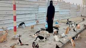 Hungry cat video| the dodo|cat video Pakistan|قطط