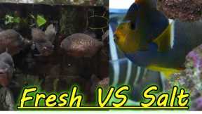 Are Freshwater Aquariums Easier Than Saltwater Aquariums?
