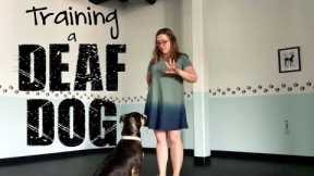 Training a DEAF DOG- Training Tip Tuesday