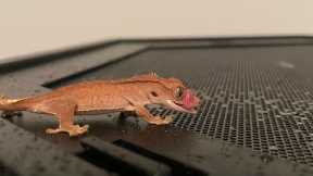 ALL you need to know to care for your Crested Gecko in LESS THAN 10 MINUTES!