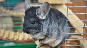 15 Cutest Exotic Animals You Can Own As Pets