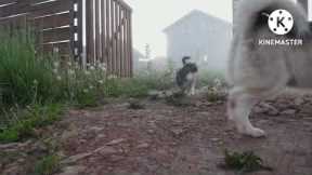 Funny Dog and cat - Best of The 2022 Funny Videos #shorts #travellersadda #ytshorts #ytshortsindia