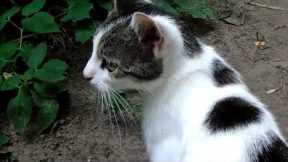 Funny Cats and Kittens Training: Discipline