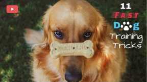 11 Fast Dog Training Tricks