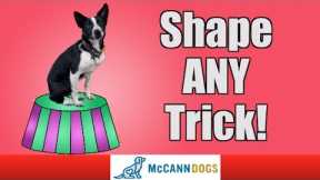 Learn How To Teach The Coolest Dog Tricks Using Shaping - Professional Dog Training Tips