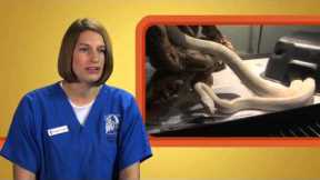 Corn Snake Exam - Exotic Pet Vet Webisode
