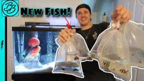 Freshwater Aquarium SHOPPING SPREE!