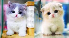 🐈 FUNNY ANIMAL - Cute and Funny Cat Videos Compilation Aww Animals