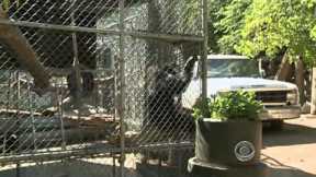 The perils of owning exotic pets